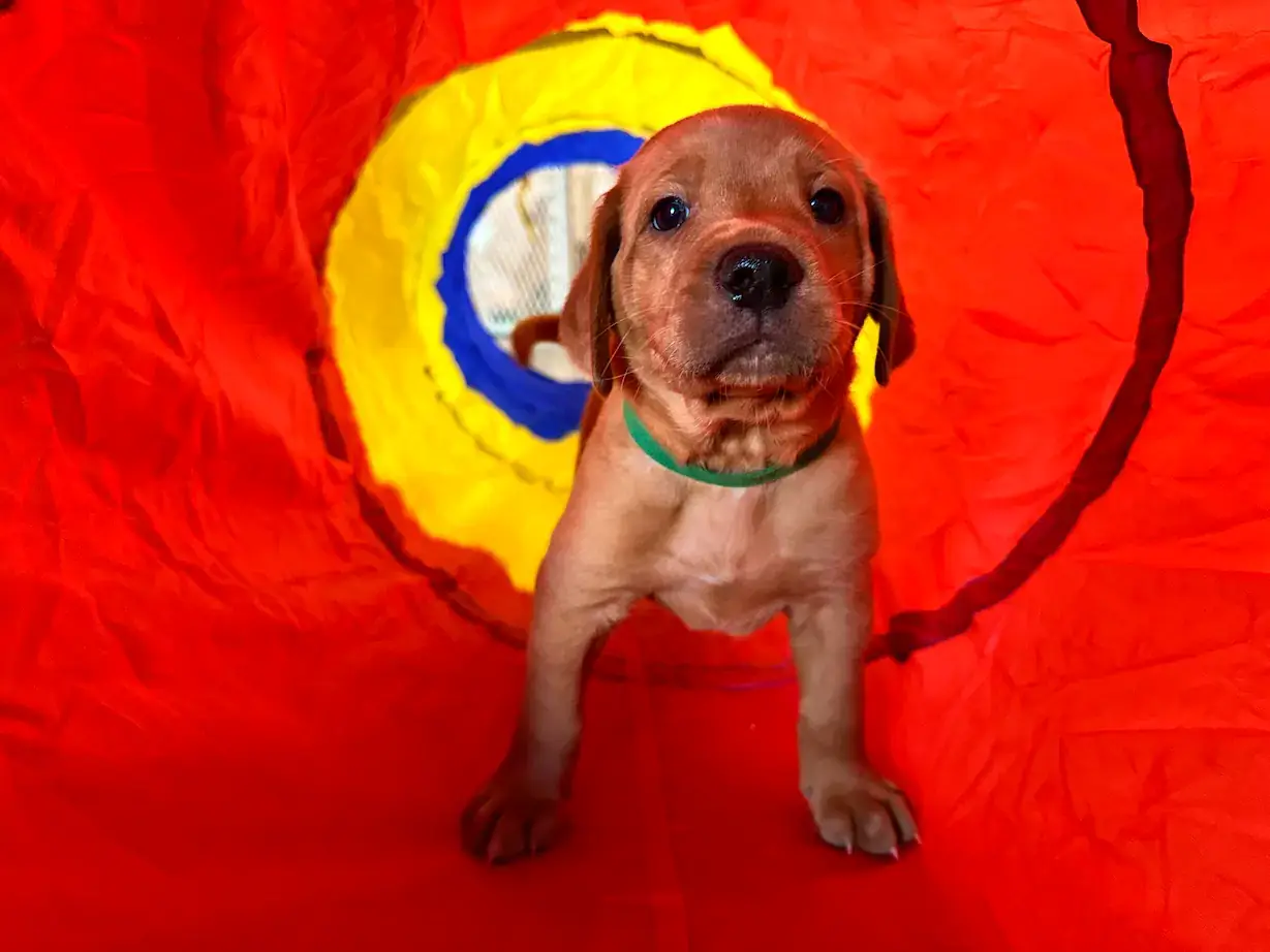 It’s week five and they are responding to basic commands