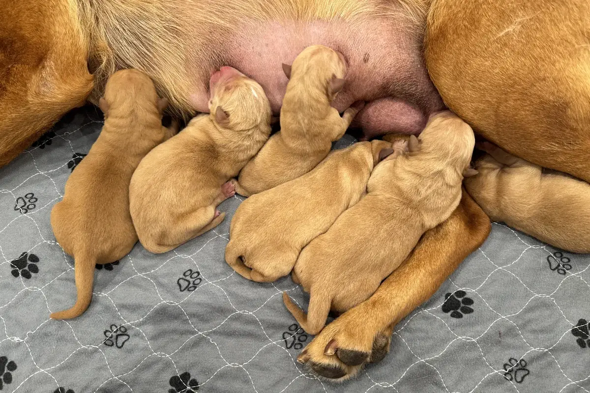 Week 1 Pupdate: The first litter for 2025