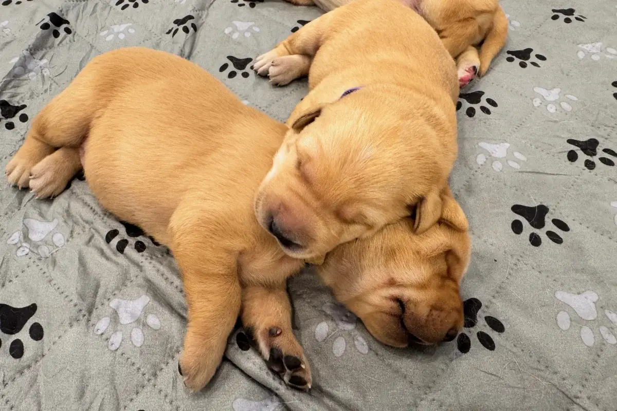 Week 2 Pupdate: Tails Are Wagging, Bellies Are Full and Personalities Are Emerging!