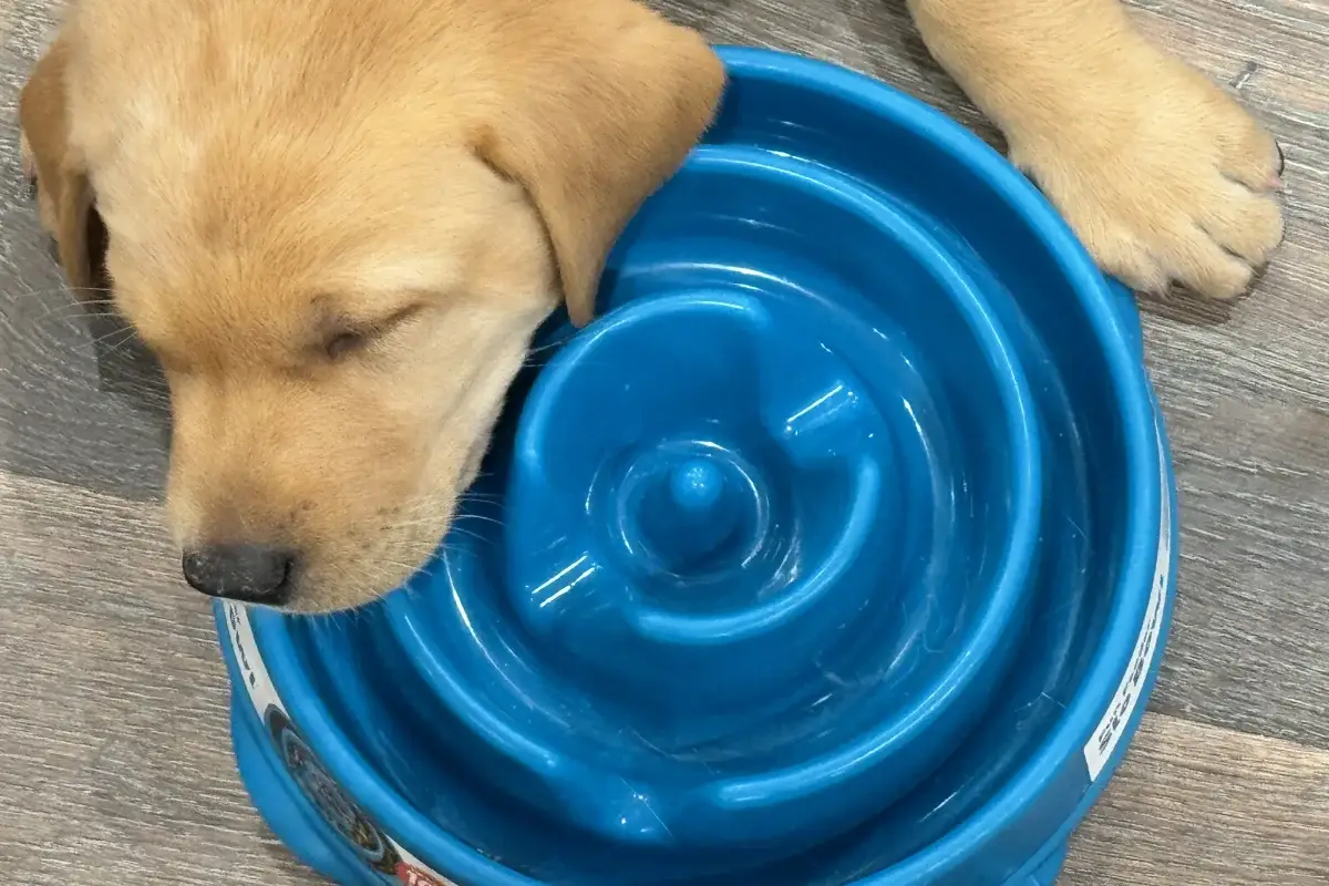 Week 6 Red Fox Lab Update & Puppy Toy Recommendations