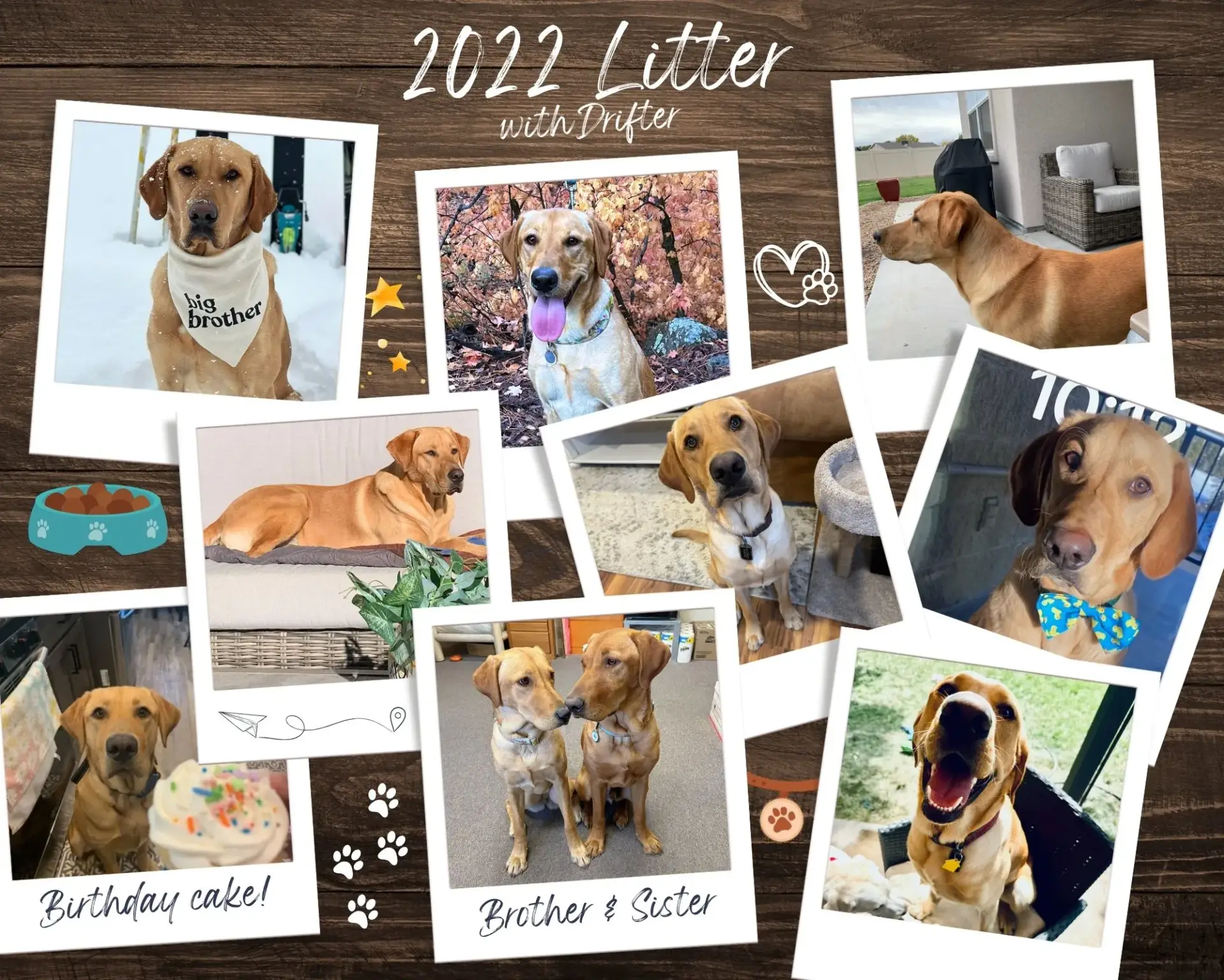 A collage of tan Labrador dogs with text "2022 Litter with Drifter." Photos include dogs sitting, wearing accessories, playing, and two labeled "Birthday cake!" and "Brother & Sister." Paw prints and dog icons decorate the collage.