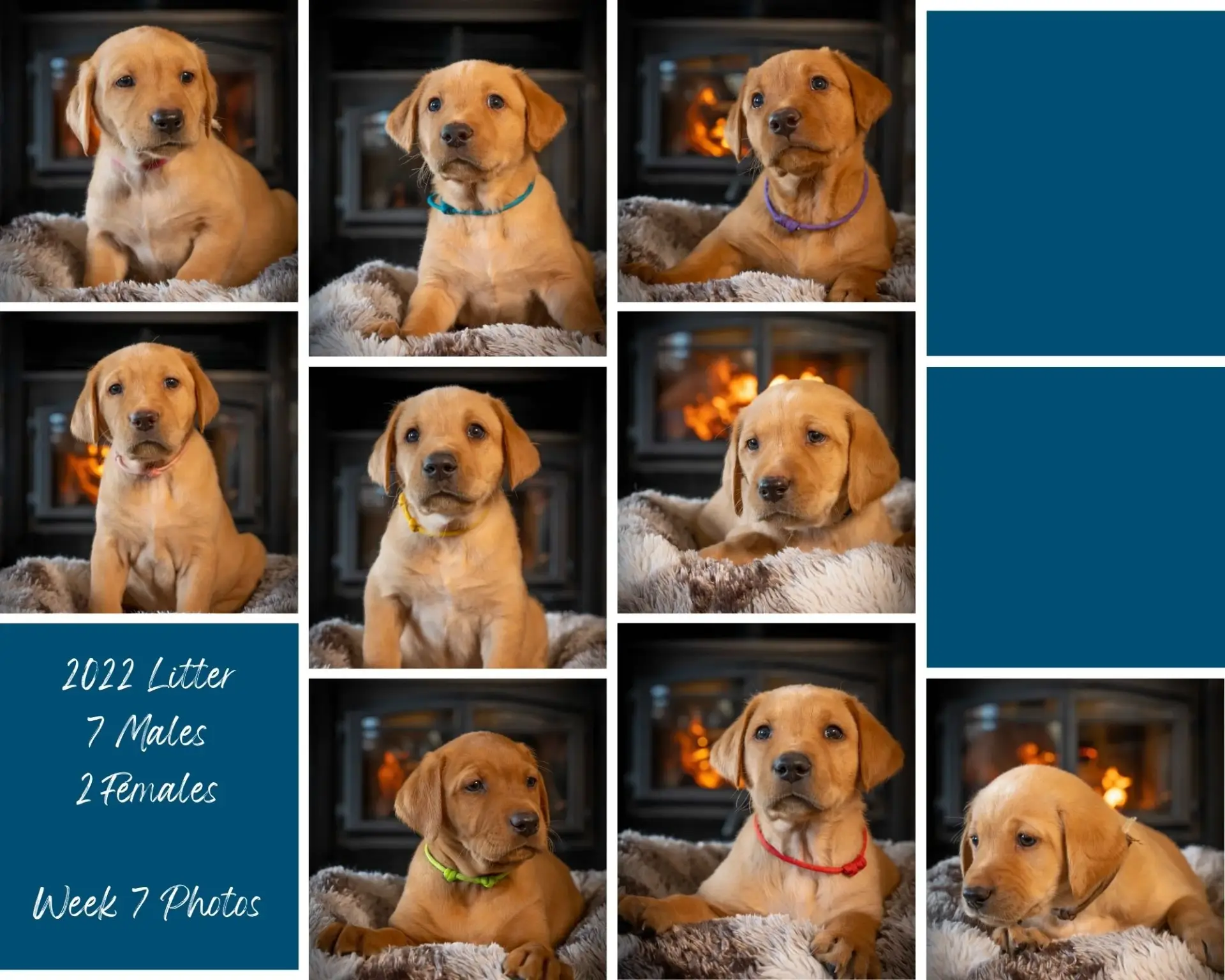 A collage of seven yellow Labrador puppies, each wearing a different colored collar, sitting on a blanket in front of a fireplace. Text reads: "2022 Litter, 7 Males, 2 Females, Week 7 Photos." Blue color blocks frame the images.