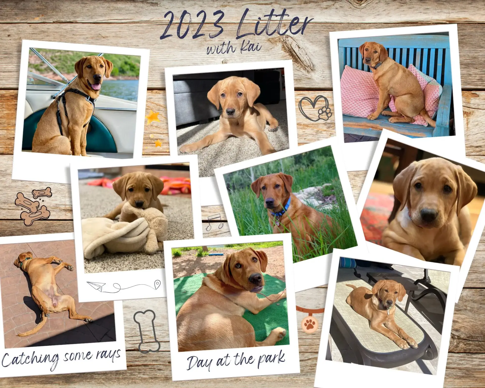 A collage of photos showing a tan puppy in various poses—lying on a blanket, relaxing outdoors, sitting on a chair, and playing at the park—titled "2023 Litter with Livi." Doodles of bones and paw prints decorate the background.