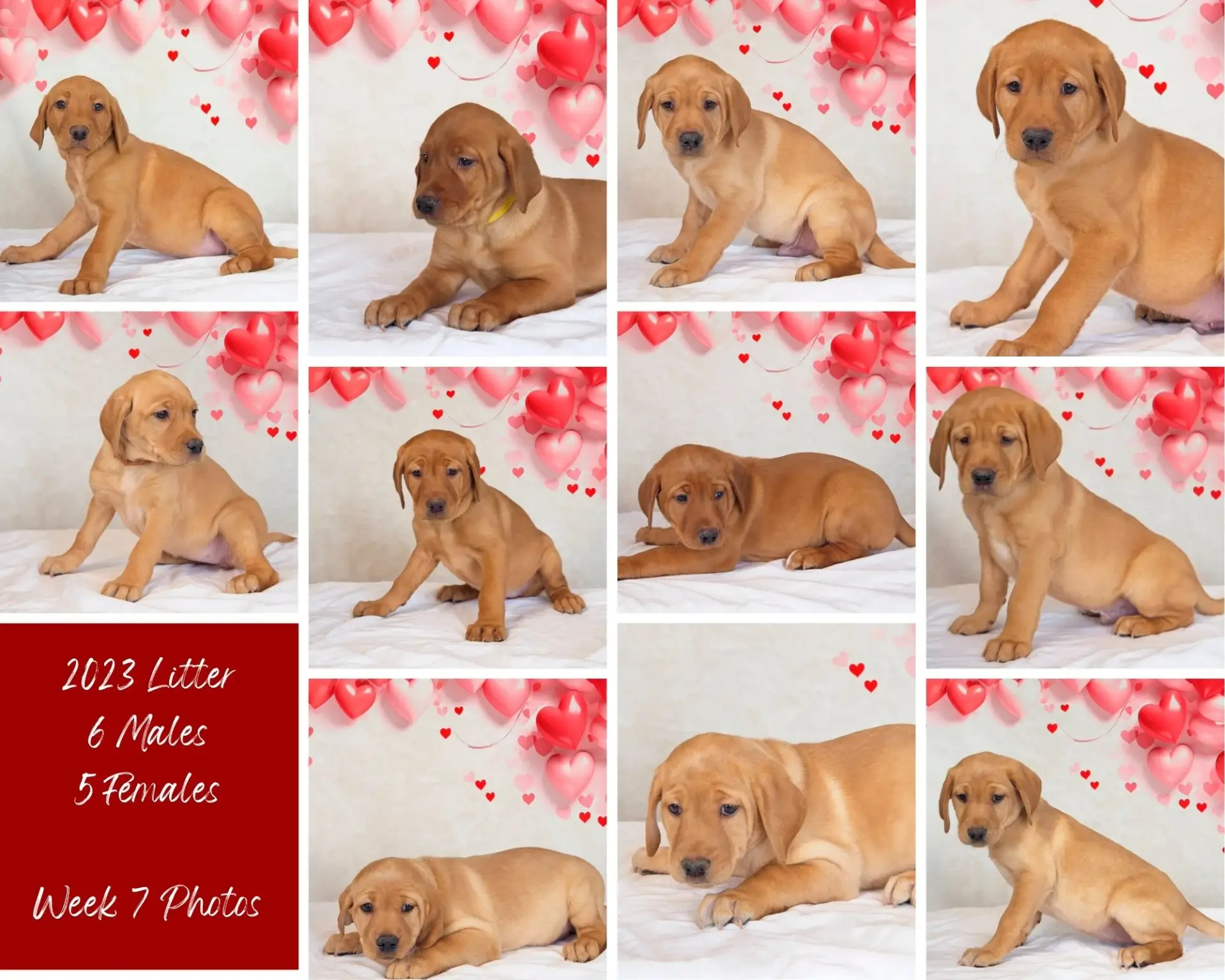Collage of nine photos showing reddish-brown puppies posing against a white backdrop with red and pink heart decorations. Text reads: "2023 Litter, 6 Males, 5 Females, Week 7 Photos.