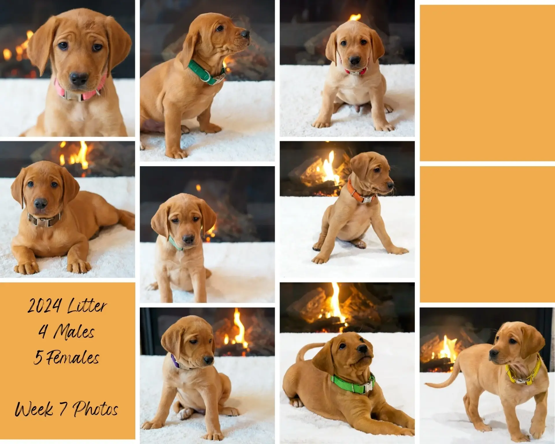 A collage of eight brown puppies with floppy ears sitting or standing on a white surface in front of a fireplace. Text reads: "2024 Litter, 4 Males, 5 Females, Week 7 Photos." Two orange squares fill empty spots.