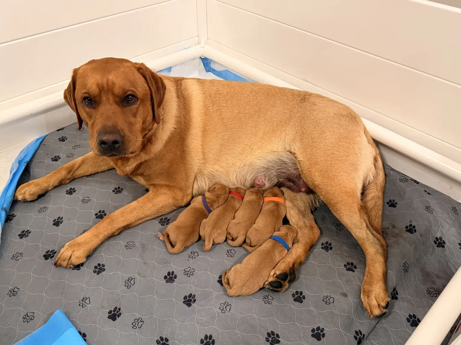 A brown dog lies on a gray paw-print blanket in a whelping box, nursing five newborn puppies, each wearing a different colored collar.