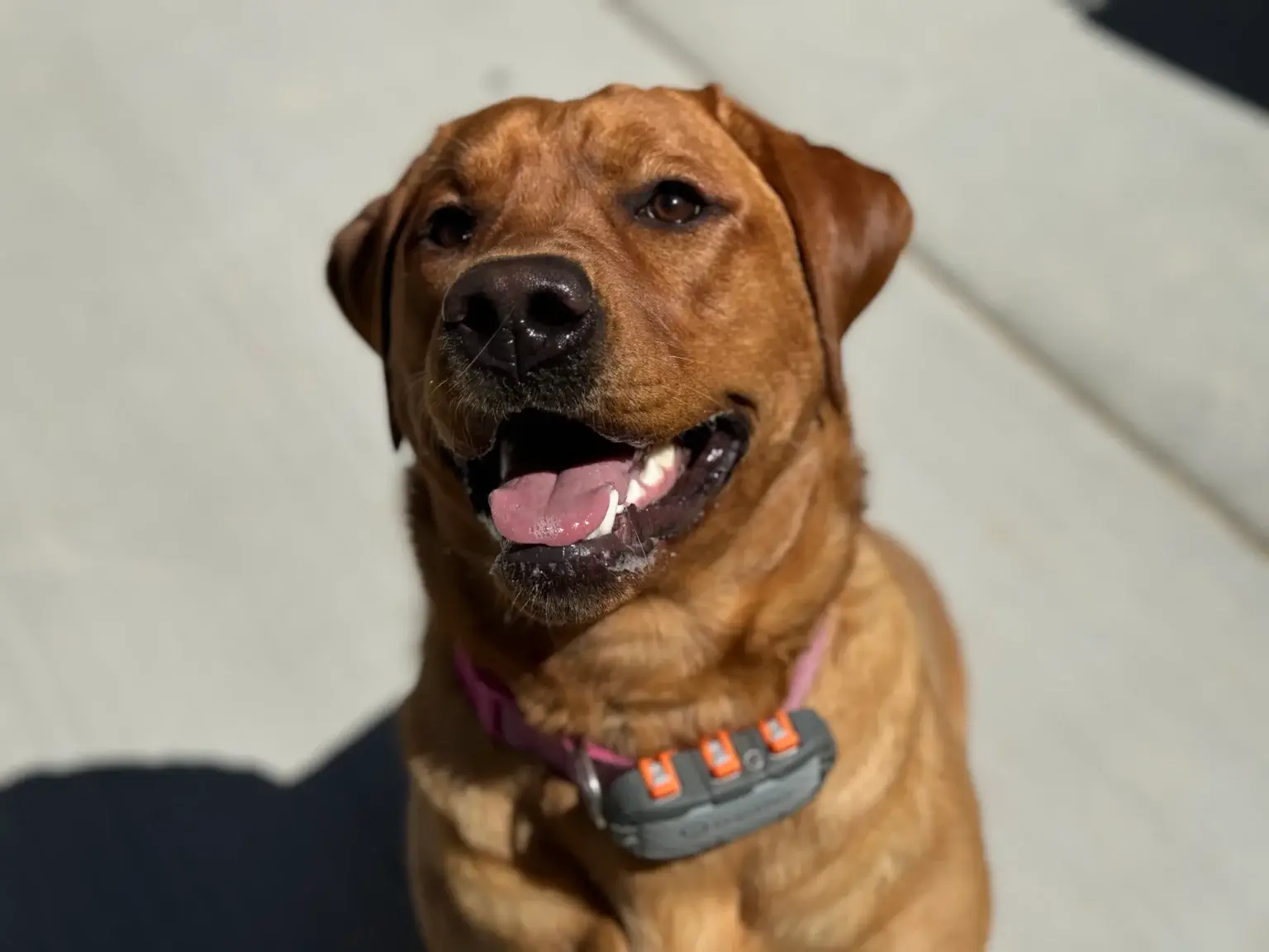 A brown dog with a pink collar and a gray device sits on a sunlit concrete surface, looking up with its mouth open and tongue slightly out, appearing happy and alert.