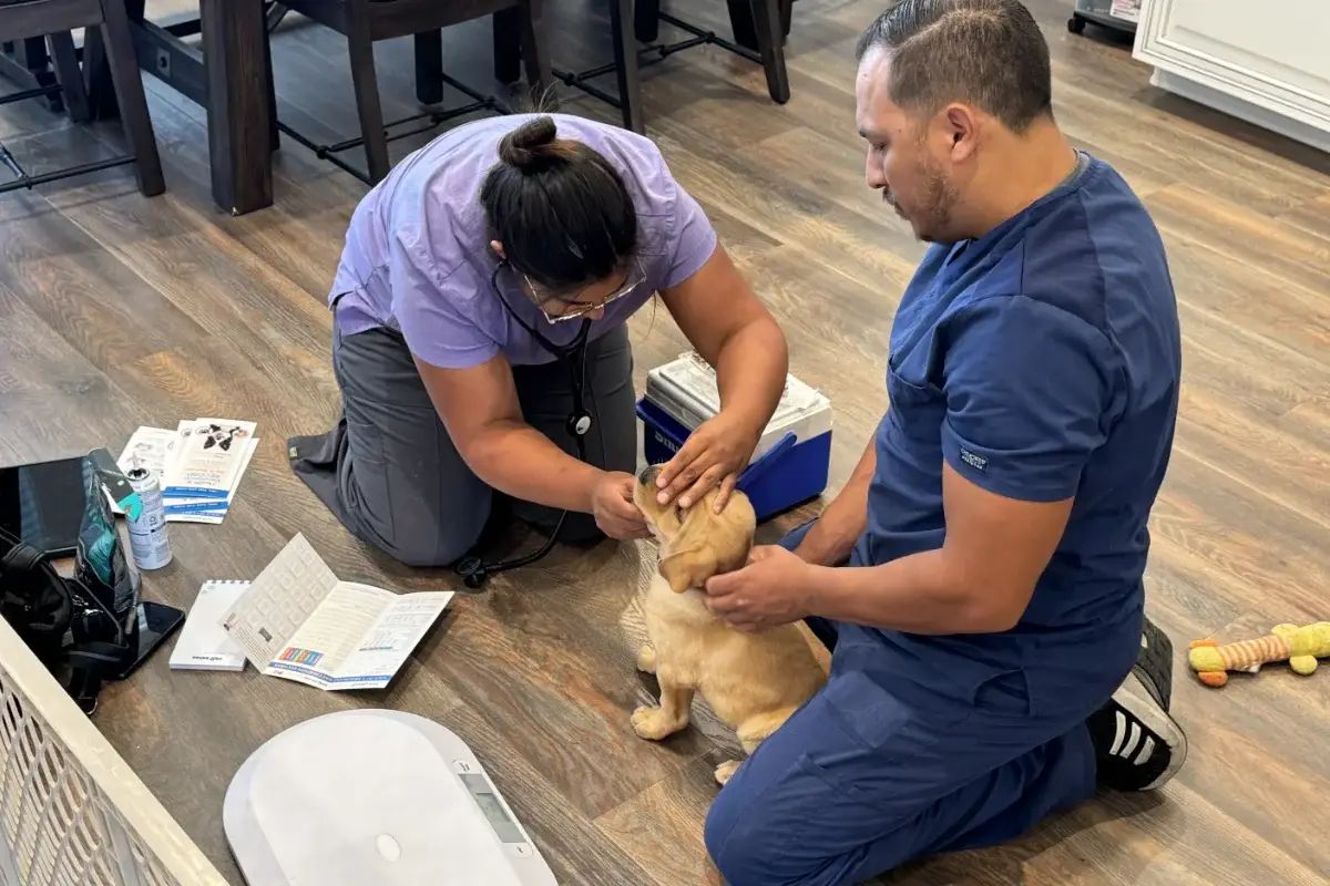 Final Pupdate: Week 7 – Our Spring 2025 Litter is Ready for Forever Homes!