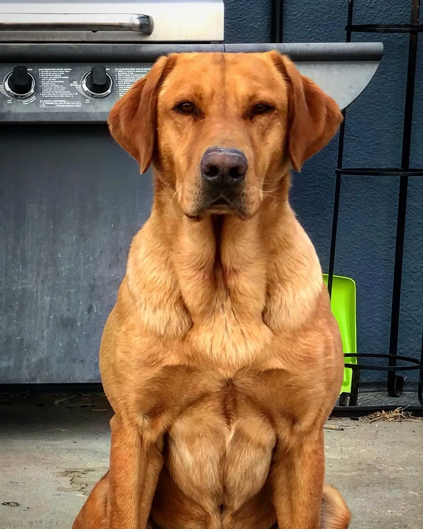a muscular brown dog with short fur sits alertly in front of a metal outdoor grill, gazing at the camera—an impressive example for stud services. a green object is on the right, set in a backyard or patio.