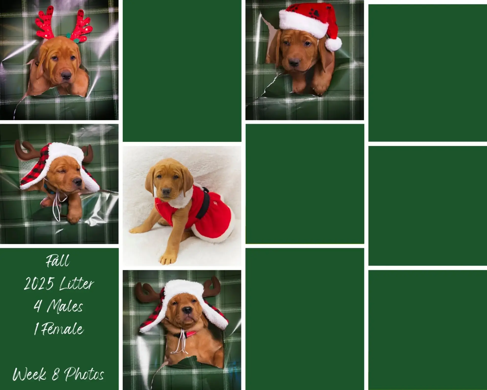 A collage of six photos features brown puppies wearing festive holiday hats and outfits. Text reads: “Fall 2025 Litter, 4 Males, 1 Female, Week 8 Photos.” Green background frames each photo.