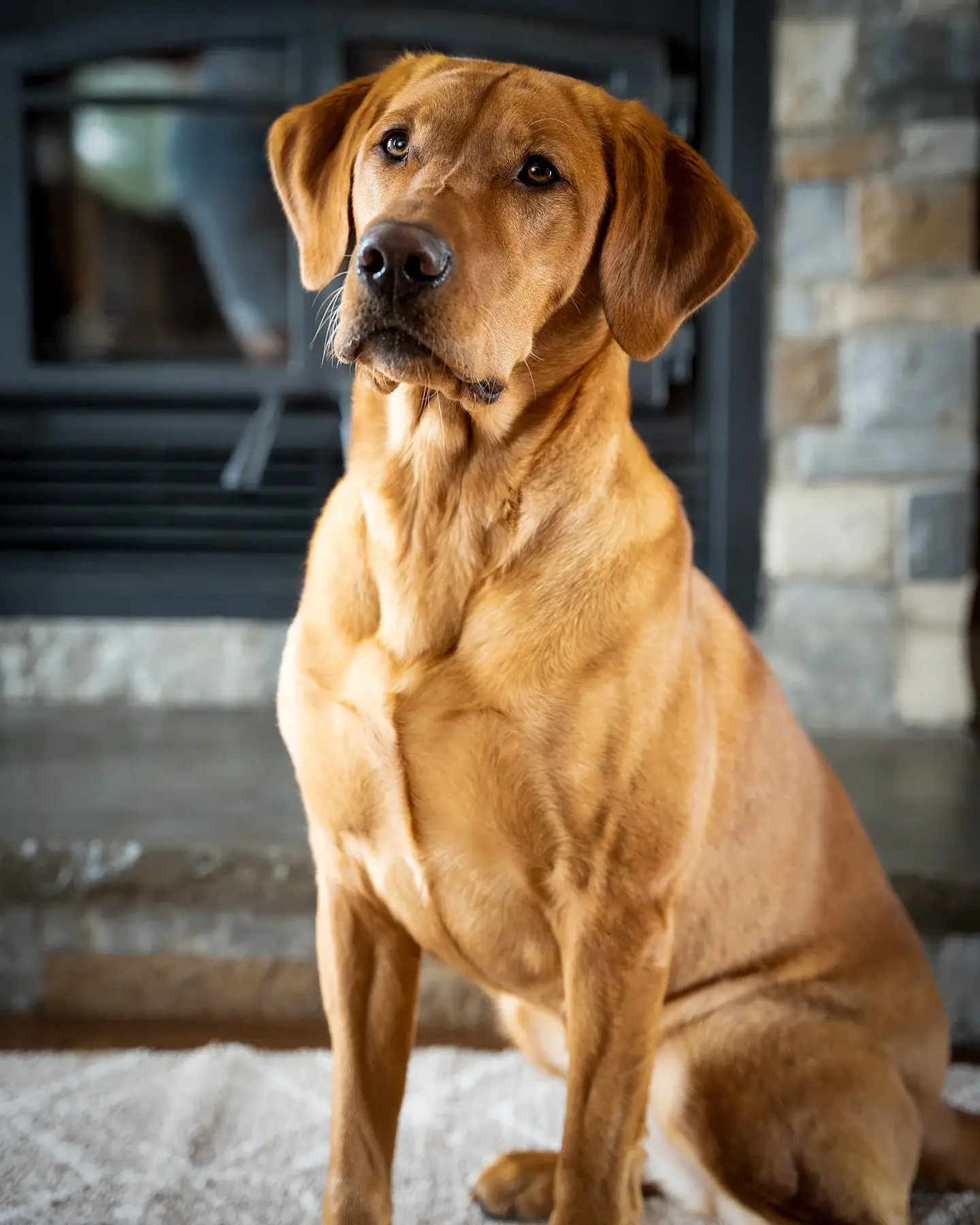 A golden-brown dog with short fur sits indoors on a light rug, looking slightly to the side. The background features a stone fireplace and a set of fireplace doors.