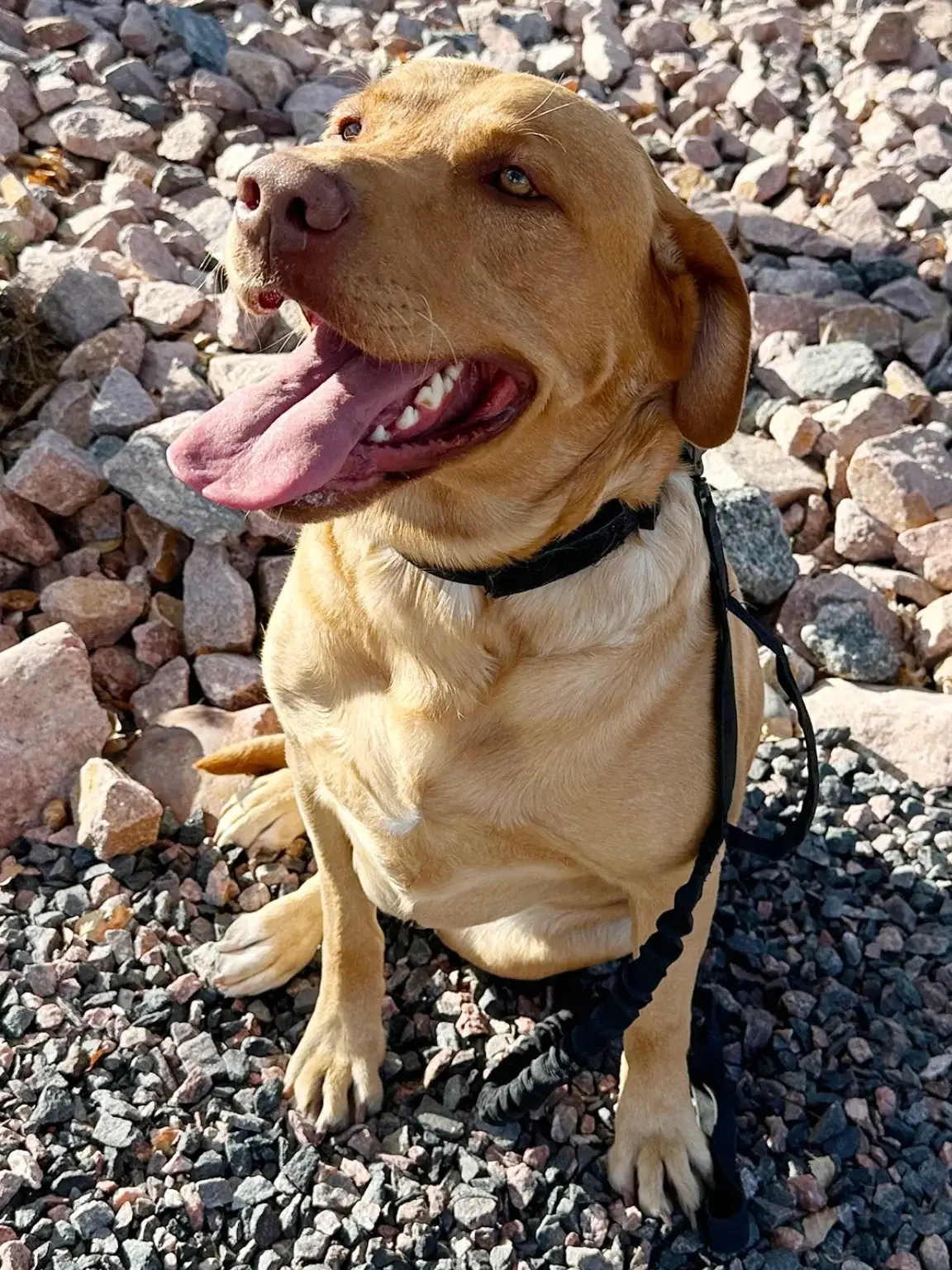 a happy red fox labrador retriever, available for stud services, sits on a bed of small rocks, panting with its mouth open and tongue out, wearing a black collar and leash.