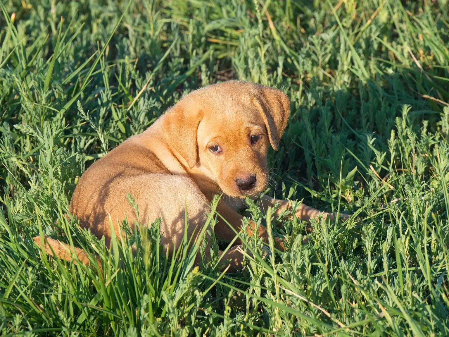 A light brown puppy lies on green grass, looking over its shoulder toward the camera. The sunlight highlights its fur, and the pup appears relaxed and curious in the outdoor setting.