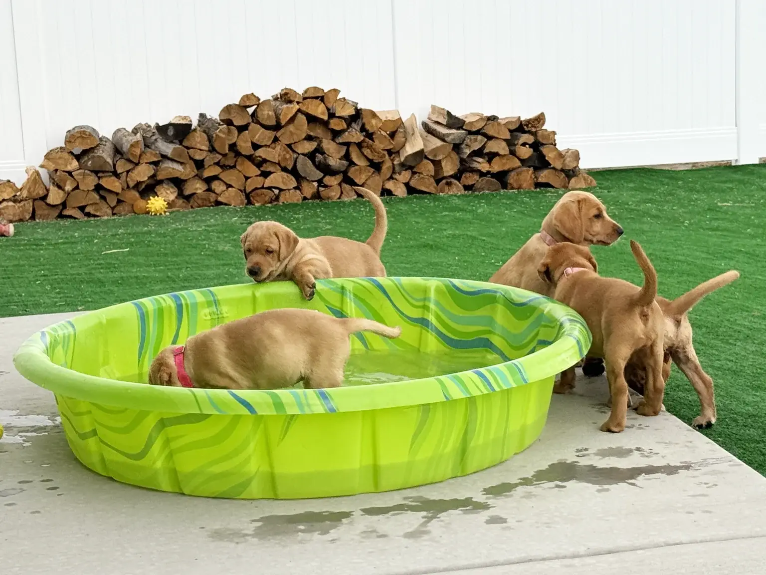 Four brown puppies play around and inside a small green plastic kiddie pool on a patio, with a stack of firewood and artificial grass in the background.