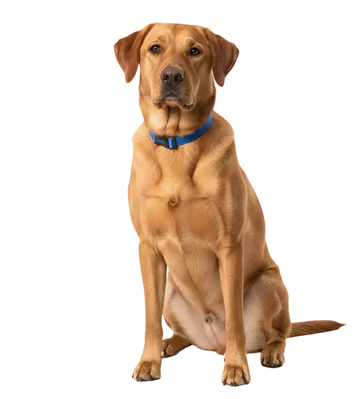 A light brown Labrador Retriever wearing a blue collar sits on the ground, looking forward with a calm expression.