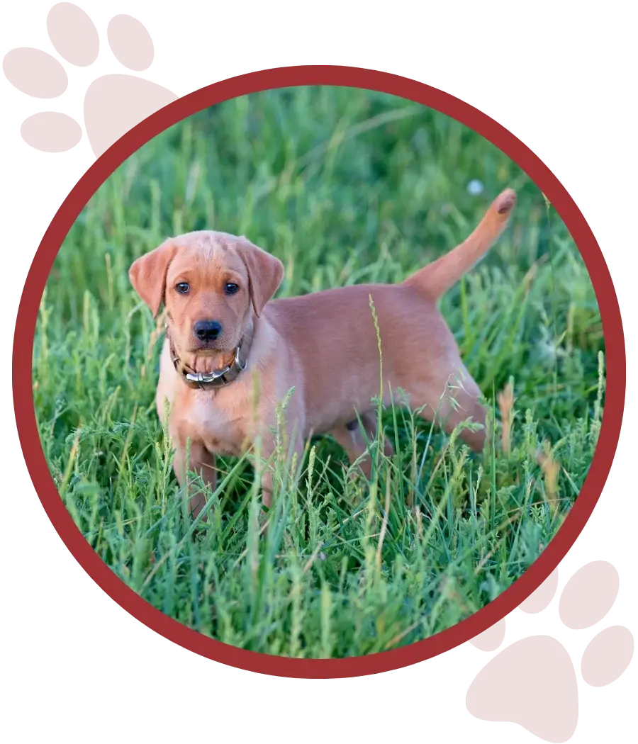 Red Fox Lab Puppies Right Hero