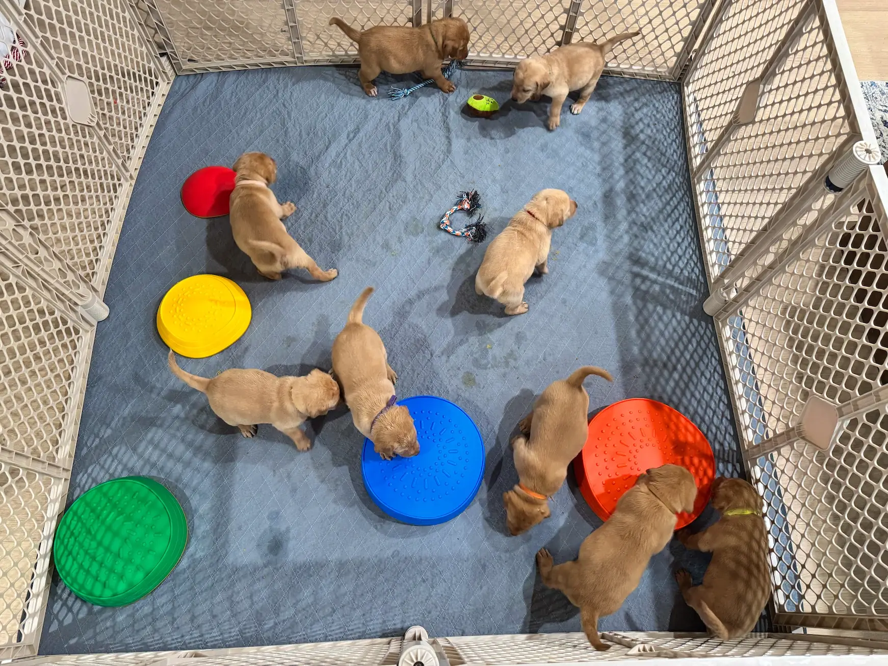 Puppy playtime and potty training in week four