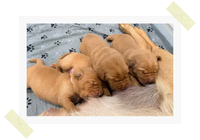Small Labrador Breeder